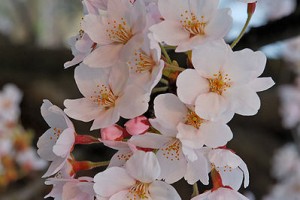 Sakura sakura