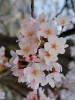 Sakura sakura
